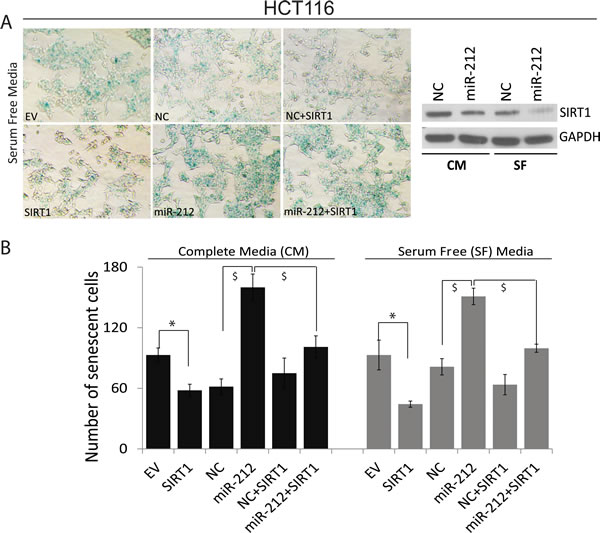 miR-212 induces cellular senescence.