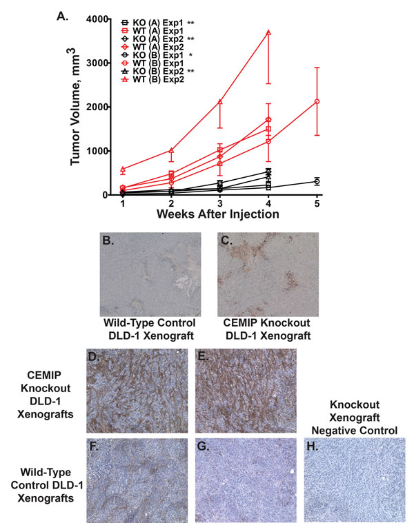 Reduced tumor growth and increased apoptosis in CEMIP negative tumor xenografts.