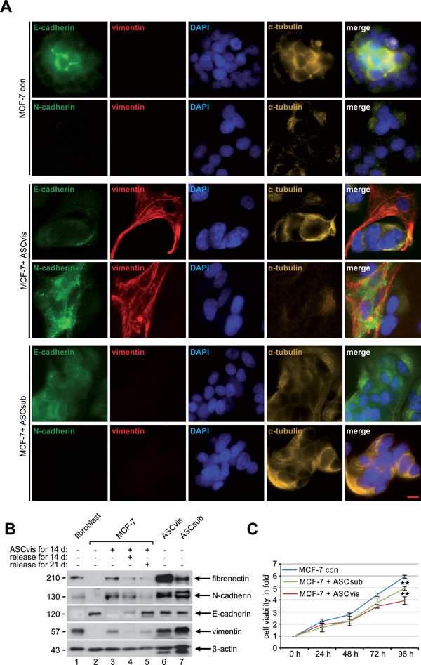Indirect co-culturing with ASCs results in EMT in MCF-7 cells.