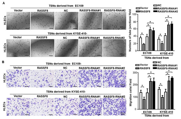 RASSF8 downregulation increases the ability of ESCC cells to induce lymphangiogenesis
