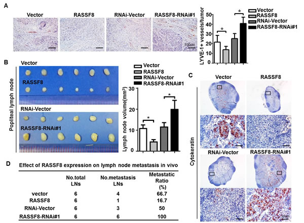 RASSF8 downregulation in ESCC cells promotes lymphangiogenesis and lymph node metastasis.