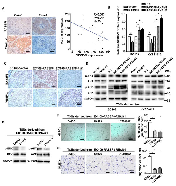 RASSF8 downregulates VEGF-C expression in ESCC cells.