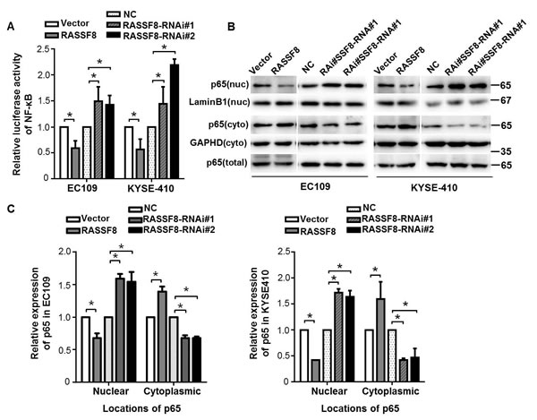 RASSF8 downregulation causes subcellular redistribution of p65 in ESCC cells.