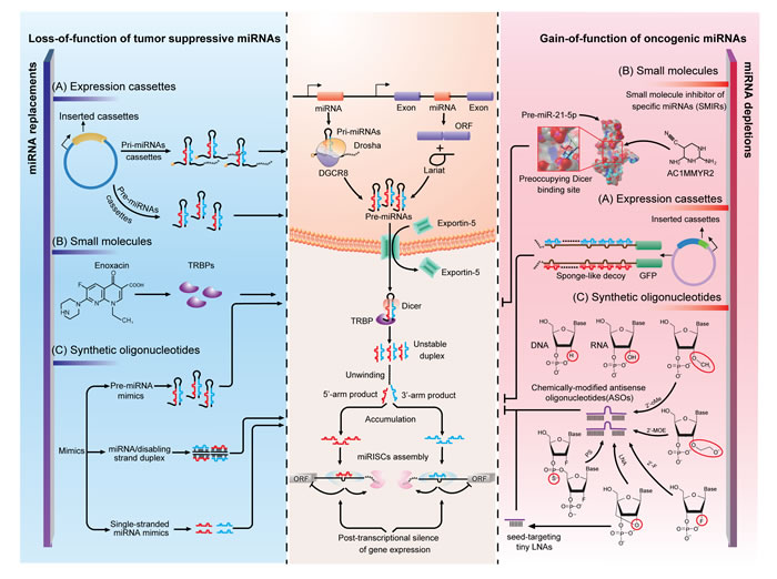 Strategies of miRNA interventions.