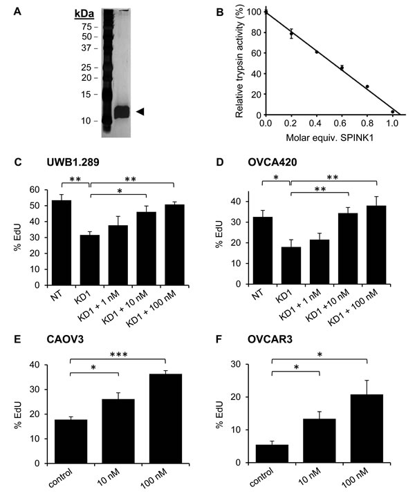 Recombinant SPINK1 stimulates proliferation of ovarian cancer cells.