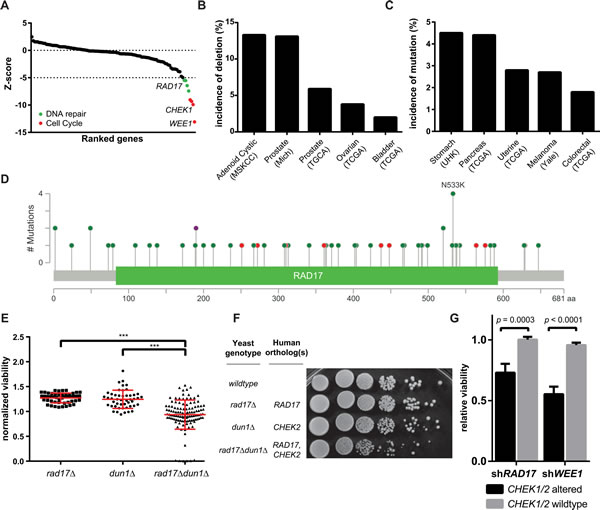 Chemogenetic profiling identifies synthetic lethal interactors with AZD7762.