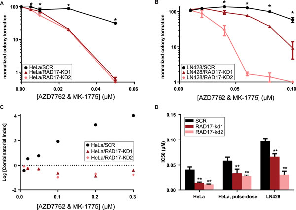 Dual inhibition with AZD7762 and MK-1775 results in synergistic toxicity in