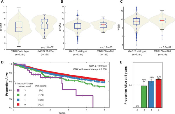 Synthetic lethal interactions with checkpoint kinases in human tumor samples.