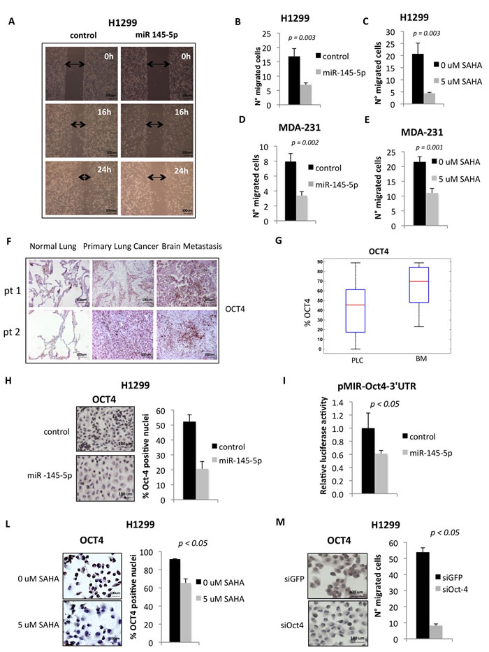 miR-145-5p expression impairs cell migration of H1299 and MDA-231 cells and inhibits Oct-4 protein.