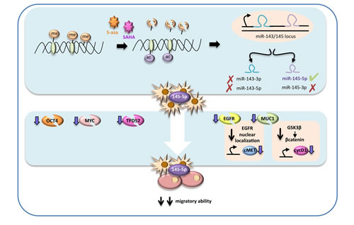 Schematic representation of the proposed molecular mechanism.