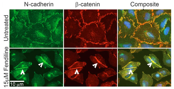 Calcium channel inhibition enhances cadherin-catenin co-localization at the adherens junctions: