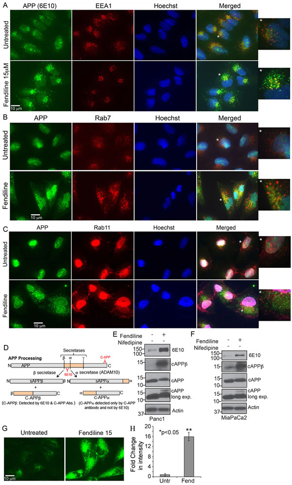 Fendiline treatment interferes with the intracellular vesicular transport: