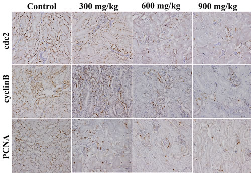 Changes of cdc2, cyclinB and PCNA protein expression levels in the kidney at 42 days of age.