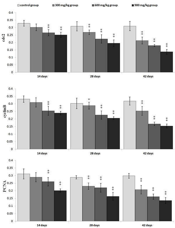 Changes of the mean density of cdc2, cyclinB and PCNA protein expression in the kidney.