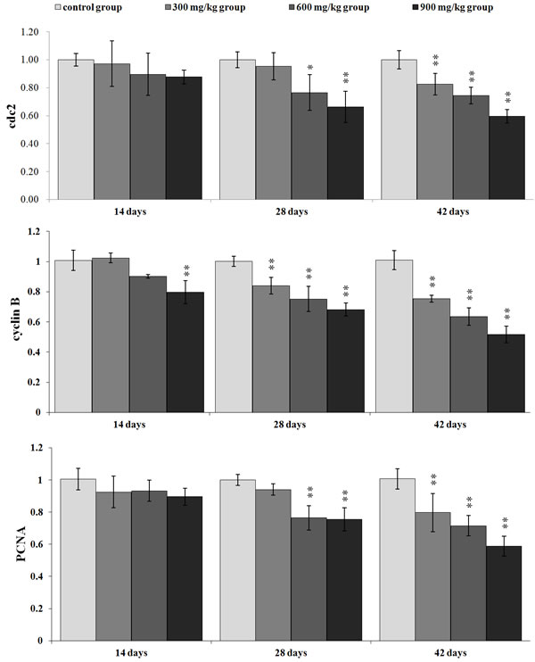 Changes of cdc2, cyclinB and PCNA mRNA expression levels in the kidney.