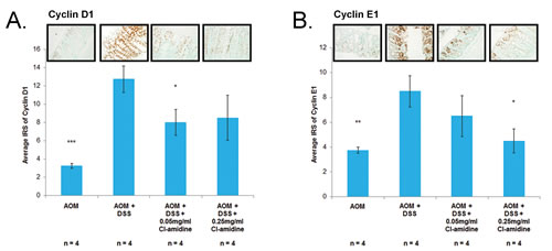 Cell proliferation proteins (Cyclin D1, Cyclin E1, and Ki67) are downregulated in mice treated with Cl-amidine.