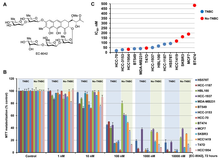 Action of EC-8042 in breast cancer cell lines.