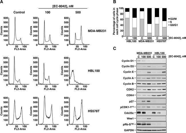 Effect of EC-8042 on the cell cycle.