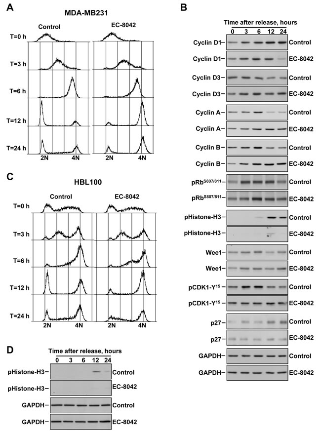 Effect of EC-8042 causes arrest of cells in the G2 cell cycle phase.