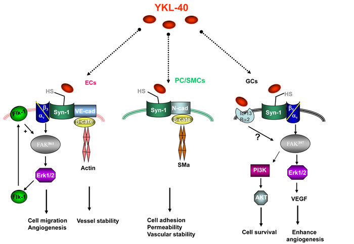 YKL-40 induces multiple signaling pathways in endothelial cells (ECs), pericytes/smooth muscle cells (PC/SMCs), and glioblastoma cells (GCs).