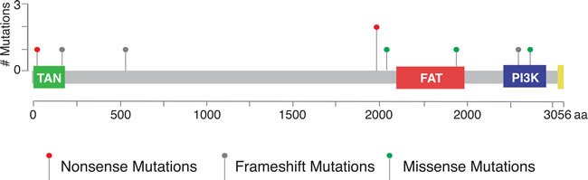 Distribution of nine deleterious mutations in TCGA dataset in relation to the predicted functional domains of