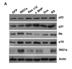 ING1a induced senescence is independent of p53