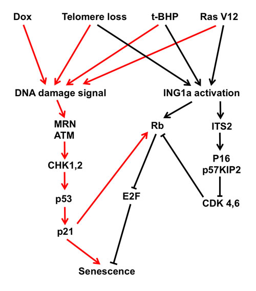 Contributions of the p53 and Rb tumor suppressor axes to cell senescence.