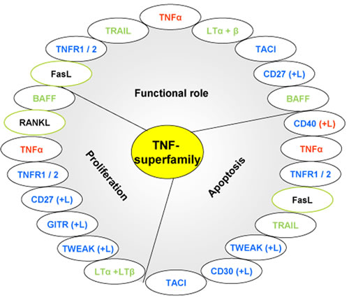 Roles of the upregulated members of the TNF-superfamily in our study.