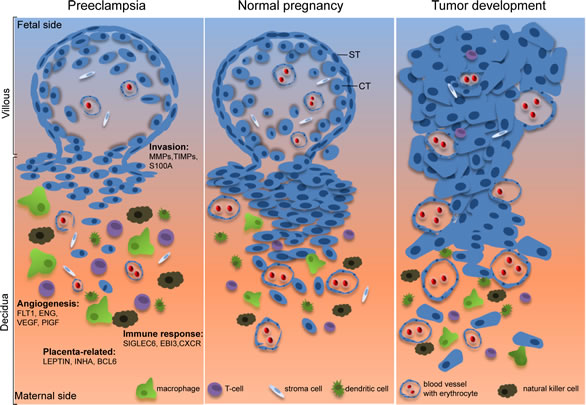 Illustrative scheme of the common features shared by normal pregnancy and tumor development.