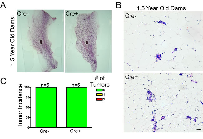 Cx26 knockout does not result in spontaneous mammary tumors.