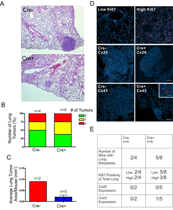 DMBA-treated Cx26 knockout mice exhibit similar incidence of metastases to the lungs.