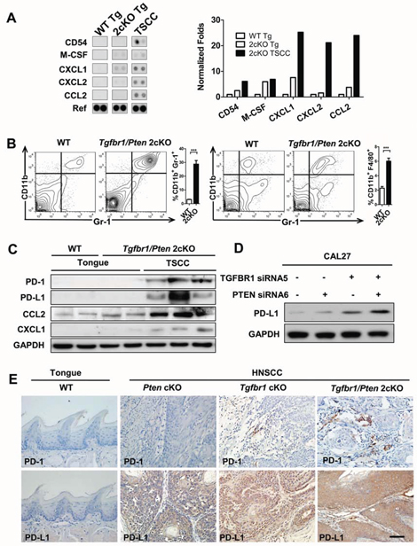 Combined deletion of Pten and Tgfbr1 increased expression of PD-1/PD-L1 induced immune suppression status in mice HNSCC.