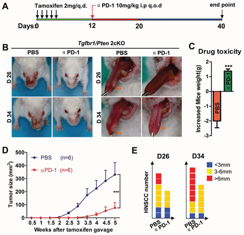 Inhibition of PD-1 by RMP1&#x2013;14 prevents tumorigenesis and delays the onset of HNSCC in genetically-engineered HNSCC mouse models.