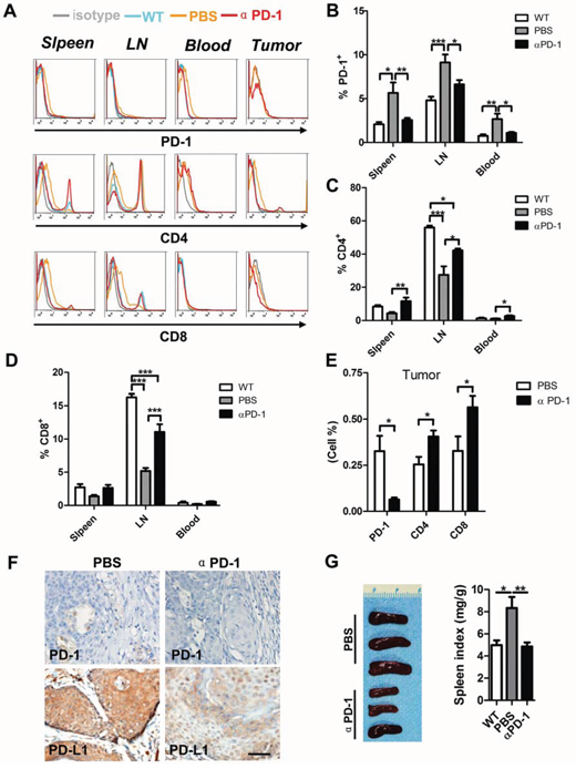 PD-1 blockade significantly increase CD4+ and CD8+ T cell in HNSCC mouse model.