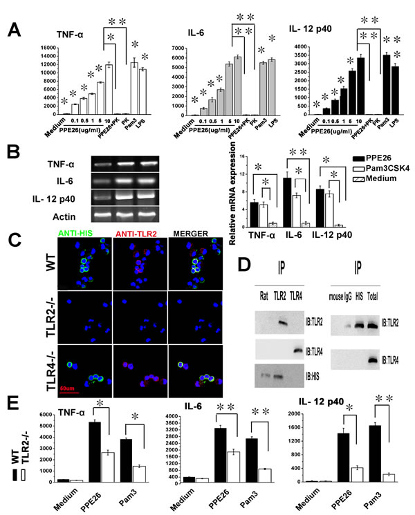 PPE26 induces cytokine production by mouse macrophages through TLR2.