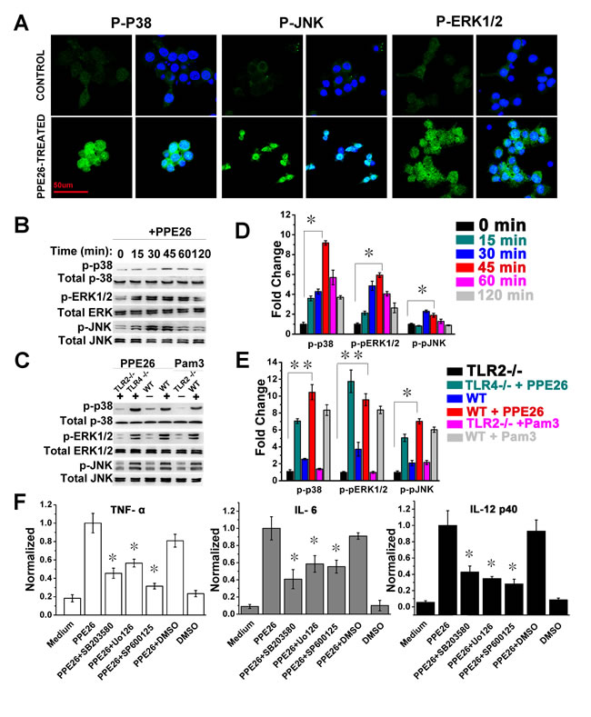 Macrophages activation triggered by PPE26 involves activation of MAPKs signaling.