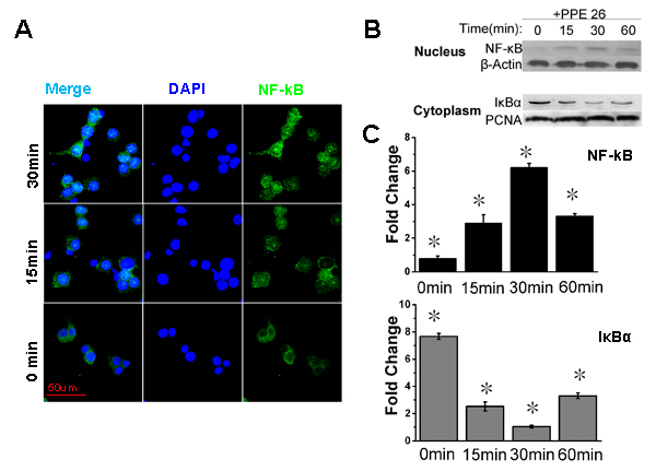 PPE26 affects NF-&#x3ba;B subunits subcellular location.