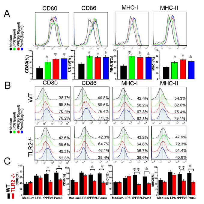 PPE26 enhances the expression of MHC molecules and co-stimulatory on macrophages via TLR2.