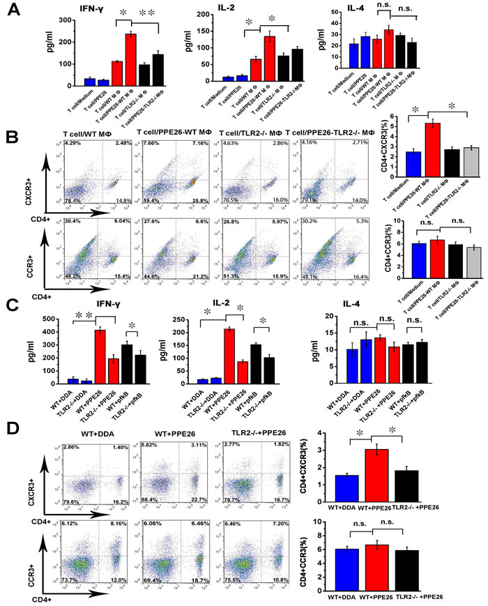 PPE26 induces a Th1-type immune response via TLR2-dependent macrophage activation.
