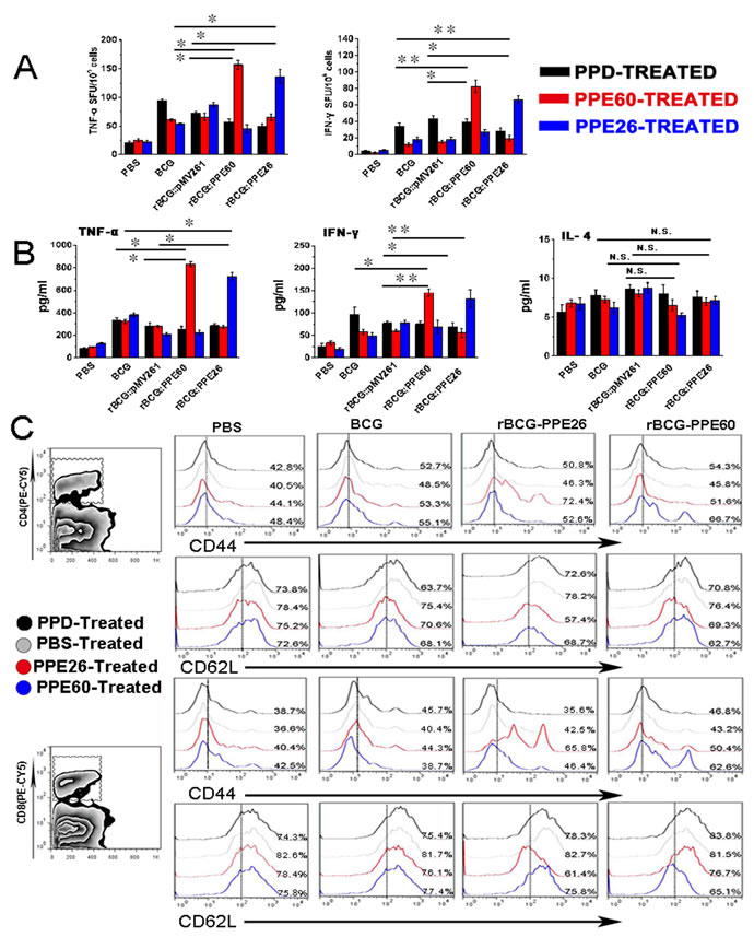 Recombinant BCG expressing PPE26 enhances the Th1-type immune response and induces effector/memory T cell proliferation.