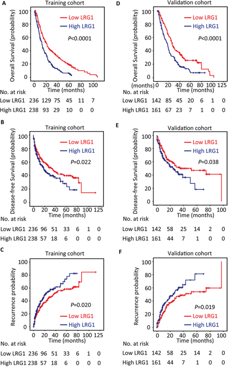 LRG1 expression is correlated with poor outcome in training and validation cohorts.