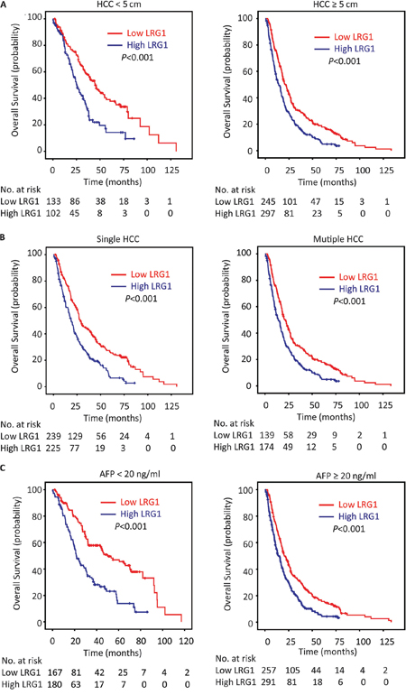 LRG1 expression is associated with overall survival in subgroups of HCC patients.