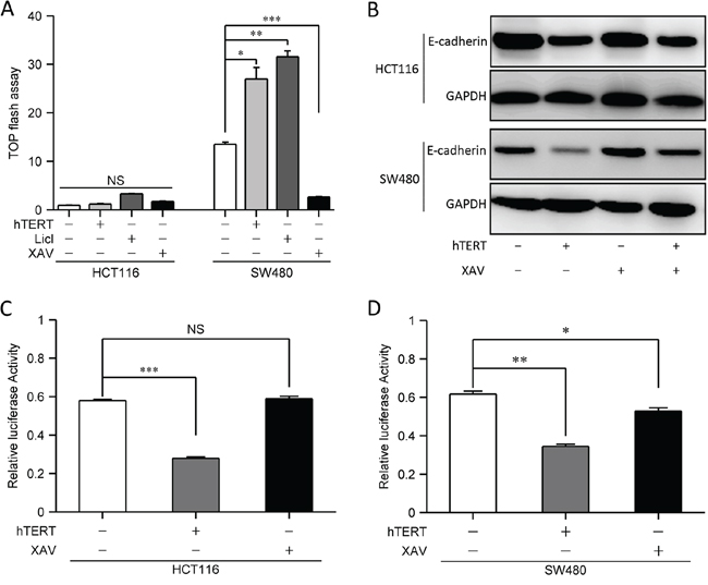 hTERTpromotes EMT independent of the Wnt signaling pathway.