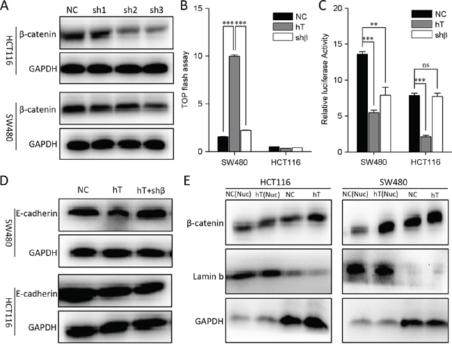 Interfere with &#x03B2;-catenin in HCT116 and SW480 cells.