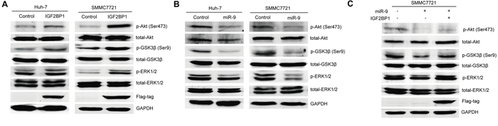 The suppressive function of miR-9 for ERK and AKT pathways by targeting IGF2BP1 in HCC.
