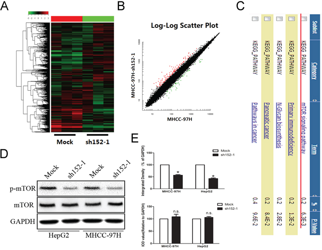 Microarray investigation indicated that the mTOR signal pathway was suppressed by the absence of LINC00152.