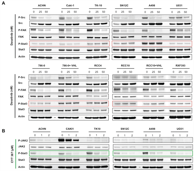 Dasatinib inhibits Src signaling, but not STAT3 activation in RCC cells lines.