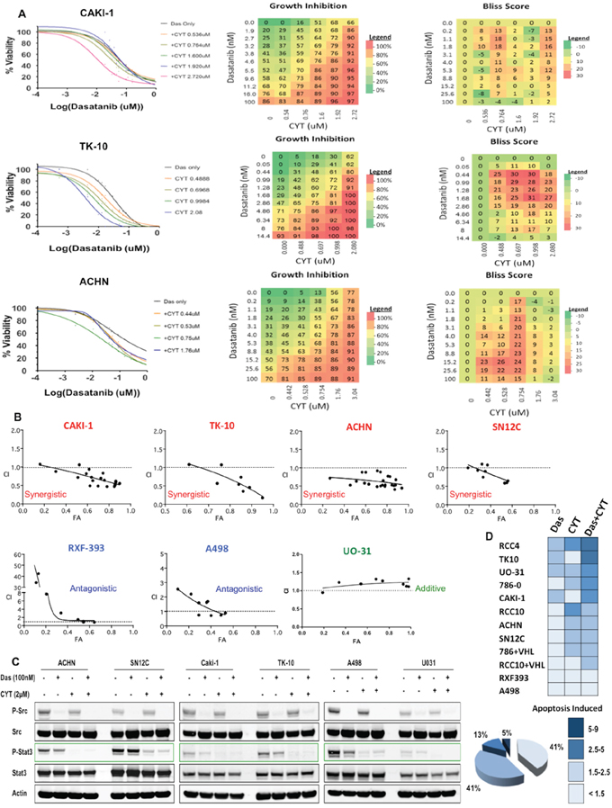 Src and STAT3 are synergistic targets in RCC.