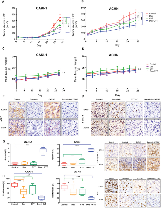 In Vivo efficacy of combined Src and STAT3 inhibition.