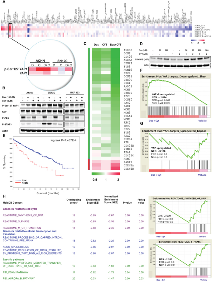 Dasatinib and CYT387 combine to inhibit YAP dependent transcription.